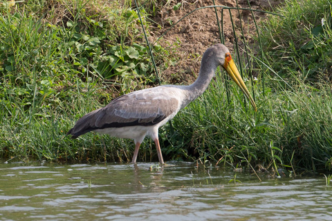 From Kampala: 4-Day Queen Elizabeth & Lake Mburo Safari Tour