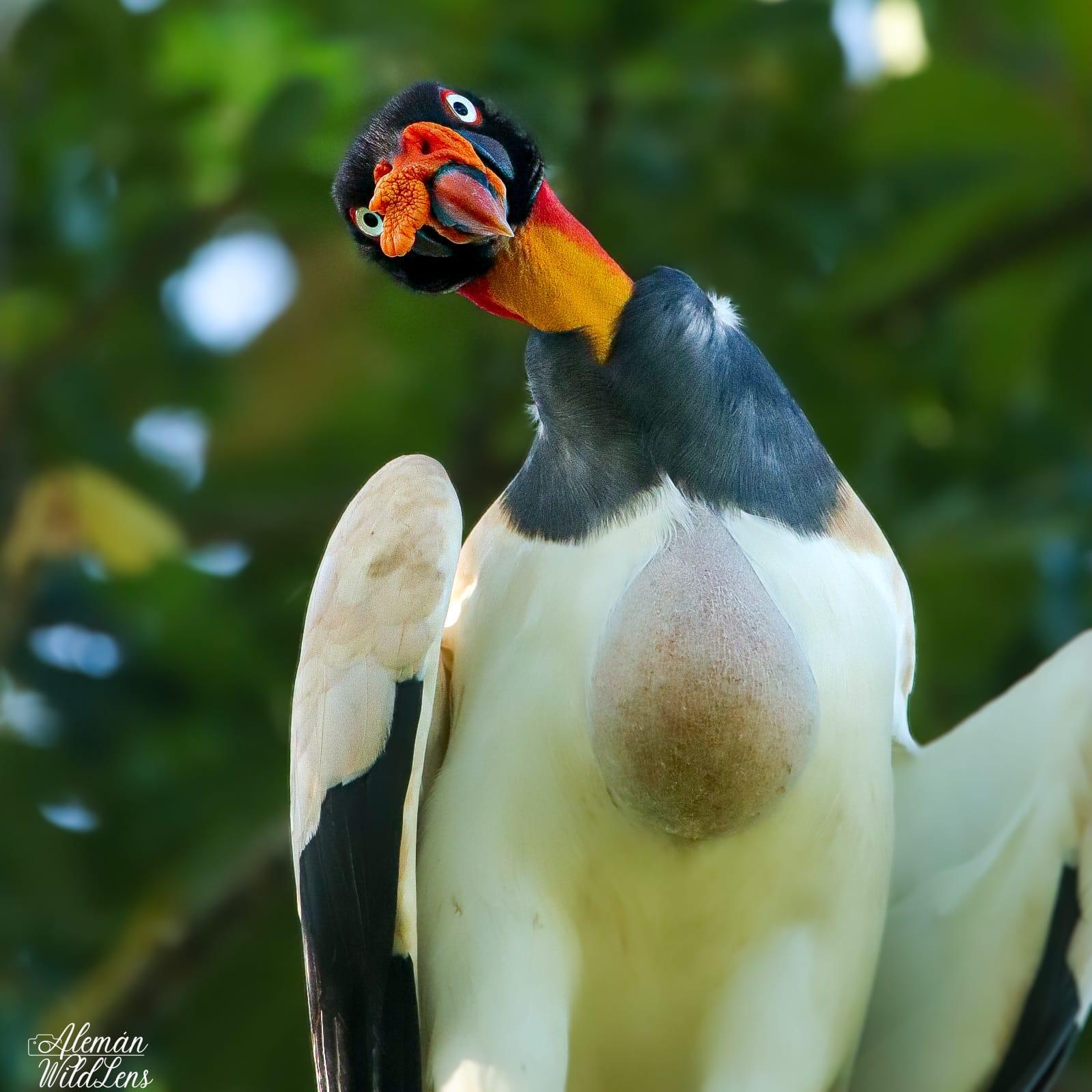 Manuel Antonio: Individuell gestaltbare Vogelbeobachtungs-Sightseeing-Tour