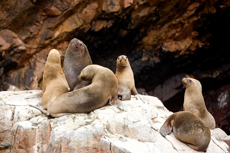 Paracas: Ballestas Islands Boat Tour & Mini Buggy Ride