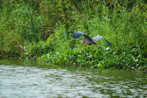 Observation des oiseaux de Muthurajawela depuis Negombo et Colombo