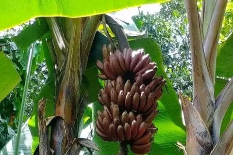 Zanzibar: Spice Farm, Stone Town or Jozani Forest with lunch Spice Farm Experience with lunch – (No Transport)