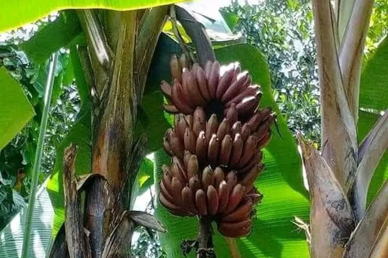 Zanzibar: Spice Farm, Stone Town or Jozani Forest with lunch Spice Farm Experience with lunch – (No Transport)