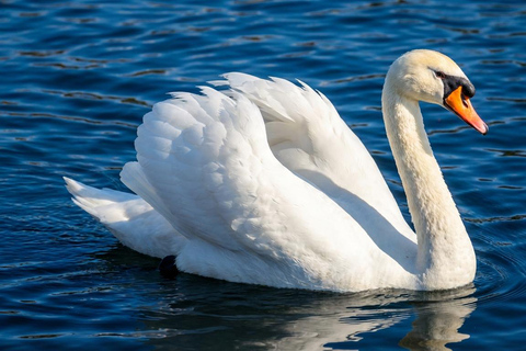 Tokyo: Mt Fuji & Hakone Ropeway, Lake Ashi Cruise,Owakudani Excludes Pirate Ship | Tokyo 7:30AM