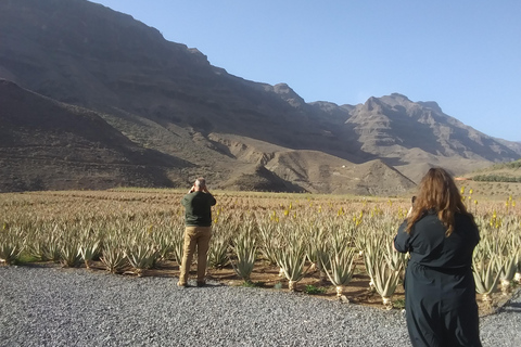 Gran Canaria Peaks in Minibus: Firgas, Teror, Aloe Vera tour Spanish - Picos de Gran Canaria Tour by Minibus