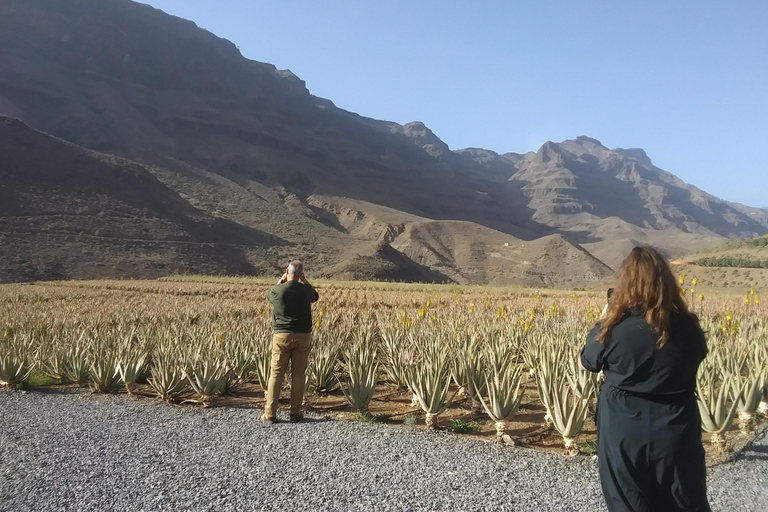 Gran Canaria Peaks in Minibus: Firgas, Teror, Aloe Vera tour Spanish - Picos de Gran Canaria Tour by Minibus