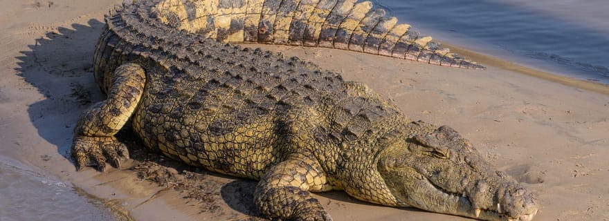 iSimangaliso Boat Safari ½ journée au départ de Richards Bay