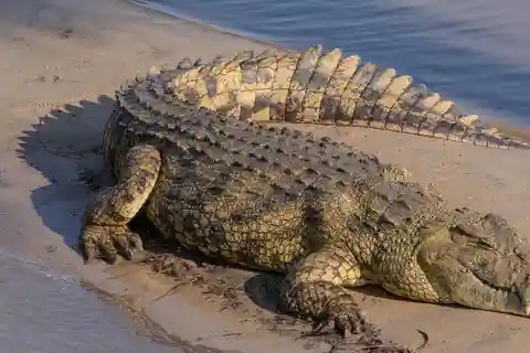 iSimangaliso Boat Safari ½ Day Tour From Richards Bay