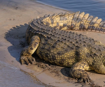 iSimangaliso Boat Safari ½ Day Tour From Richards Bay