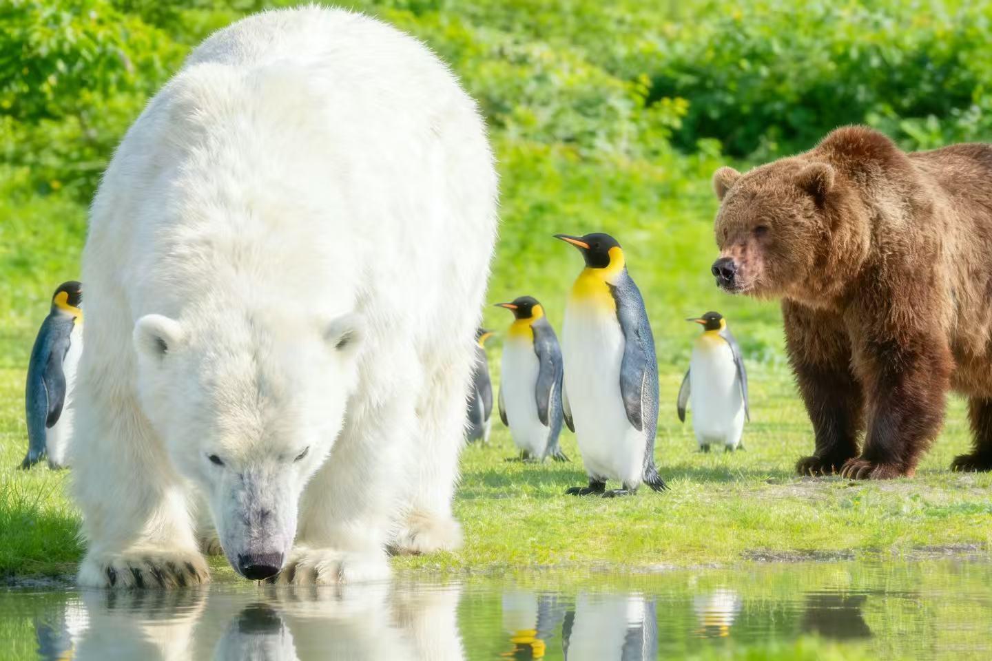 Hokkaido: Tagestour zu den Highlights – Asahiyama-Zoo, Blauer Teich und Biei