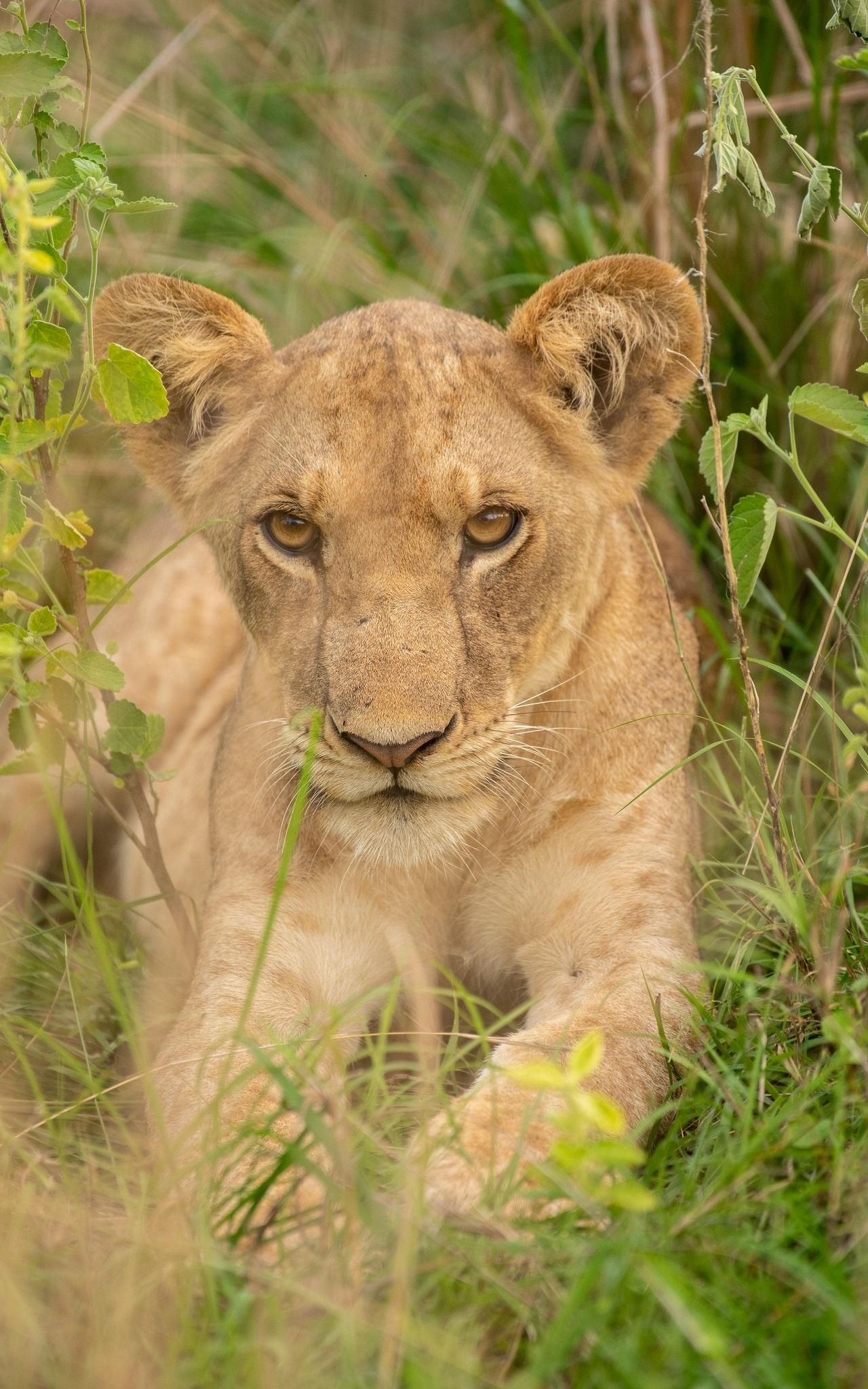 Entdecke unsere 4-tägige Tansania-Safari in die Serengeti und zum Ngorongoro