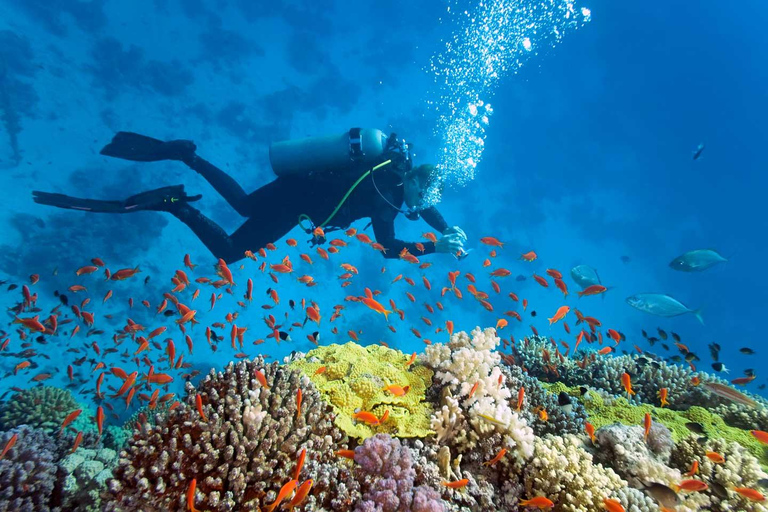 Cham Islands: Scuba Diving Experience with 2 Divemaster Opts PADI Scuba + Snorkeling (1 Dive + 1 Snorkel)