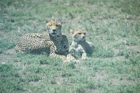 Arusha: 4-Day Safari to Tarangire, Serengeti, and Ngorongoro