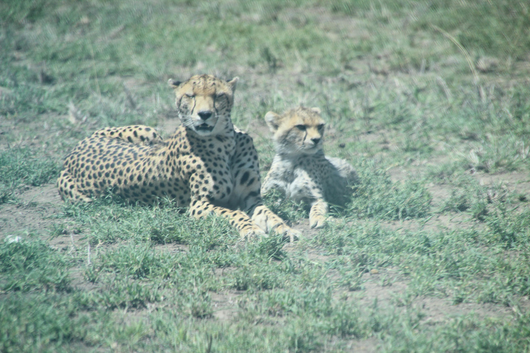 Arusha: 4-Day Safari to Tarangire, Serengeti, and Ngorongoro