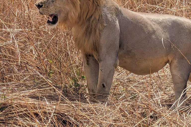 From Zanzibar: 3-Day Mikumi Wildlife Safari, 2 Nights