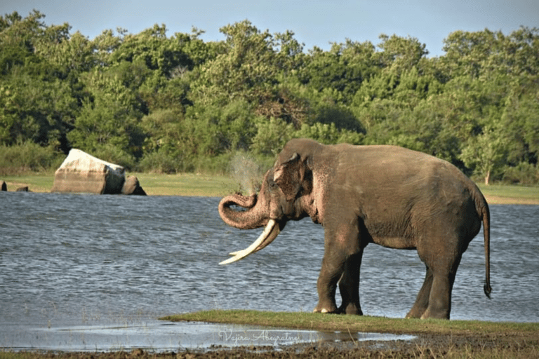 Minneriya National Park: Half-Day Evening Jeep Safari