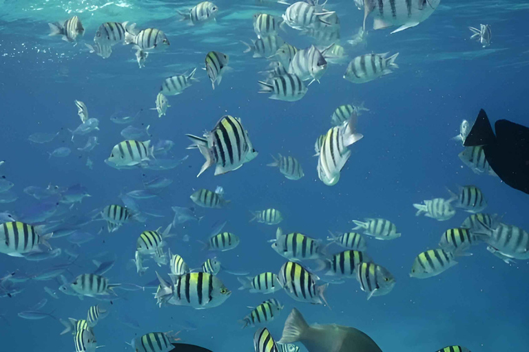 Plongée en apnée et mangroves avec déjeuner à la plage blanche de Baru Cartagena