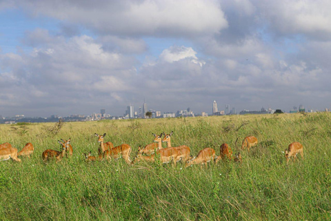 Tour in Nairobi National Park in a 4X4 Landcruiser