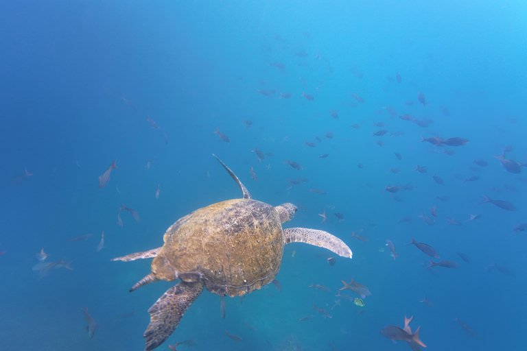 Quito: Galapagos Islands 4-Day Tour with Flights