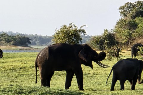 L&#039;expérience de la vie sauvage à Sigirya