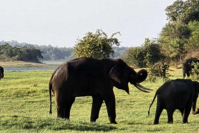 L&#039;esperienza della fauna selvatica di Sigirya