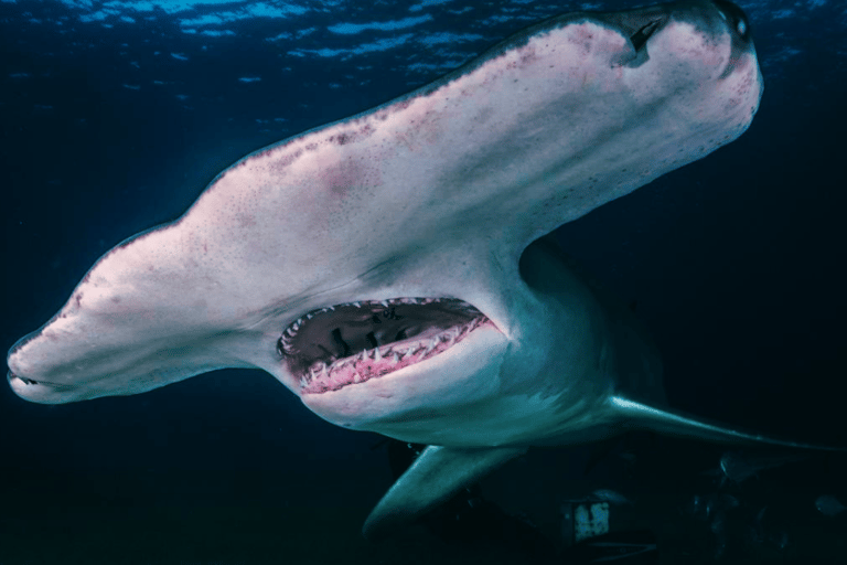 Shanghai: De marina underverken på Shanghai Ocean Aquarium