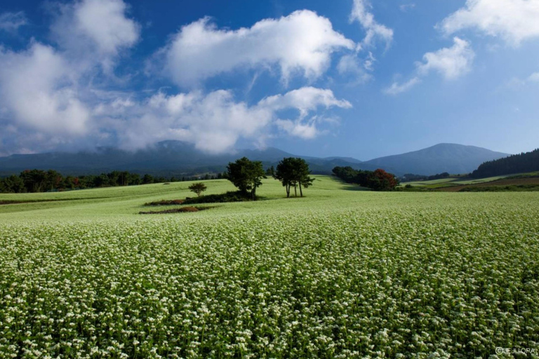 Jeju Trendy Café Tour and When Life Gives You Tangerines