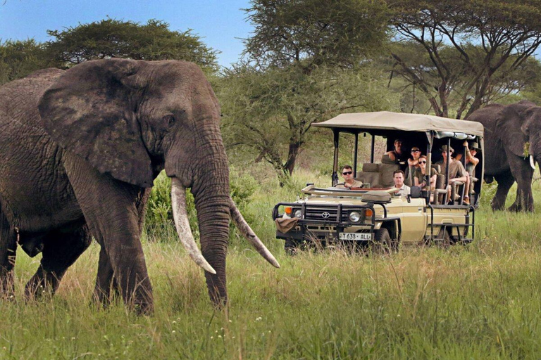 From Zanzibar:Mikumi Safari Day Trip with Flights and Lunch