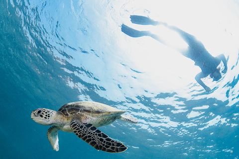 Muscat: Snorkeling in Daymaniyat Islands