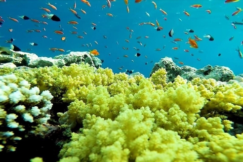Hurghada : Croisière sur l'île d'Orange Bay et plongée en apnée avec déjeuner