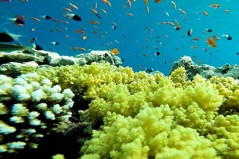 Sharm El Sheikh : Ras Mohamed et l&#039;île blanche avec déjeuner