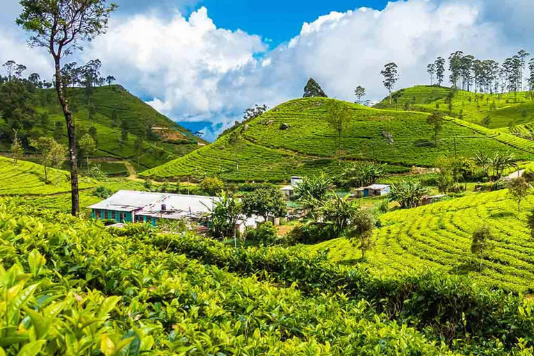 Ella Day Tour: with Tea Factory Visit From Colombo/ Negombo