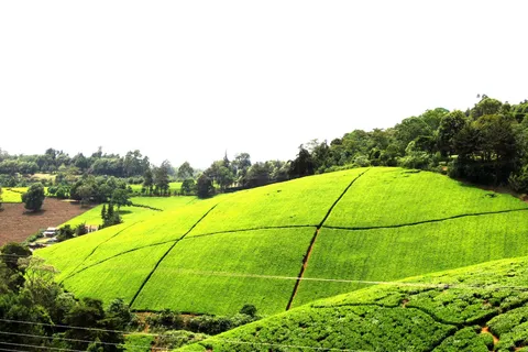 Visita y almuerzo en la plantación de té Kiambethu