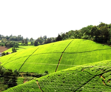 Visita y almuerzo en la plantación de té Kiambethu