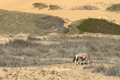Walvisbay: Sandwich Harbour 4x4 Tour-Unparalleled Experience