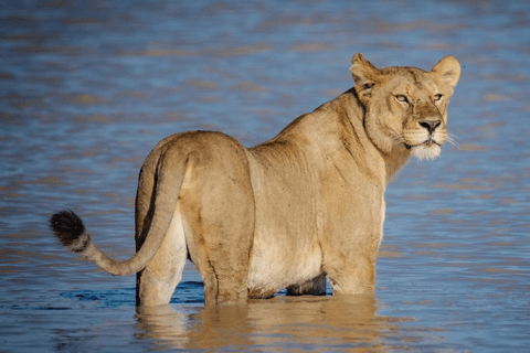 Tanzania: 8-Day Safari Tour with Accommodation