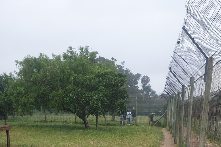 Cheetah, Giraffes Encounter, lion's park, and Wine Tasting