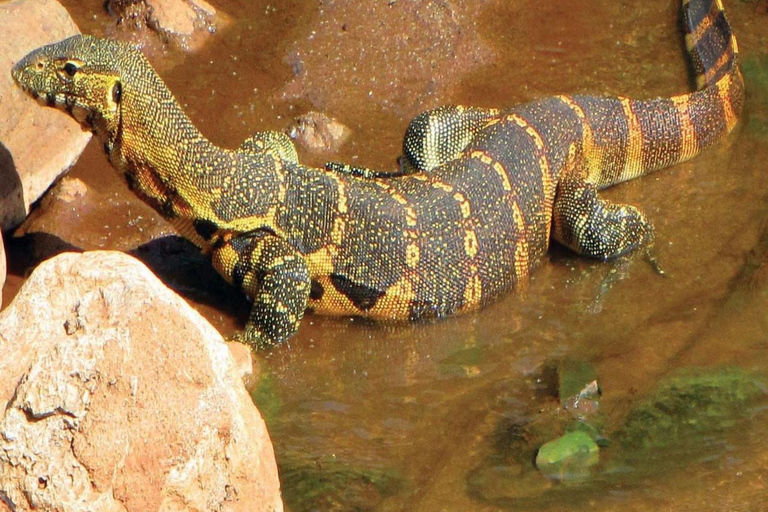 ZANZIBAR: Jozani Forest, butterfly center & Reptile park PRIVATE TOUR INCLUDES TRANSFER