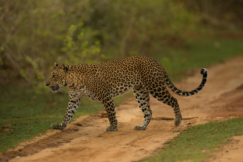 Van Arugambay naar Tangalle/Mirissa met Yala luipaardsafari