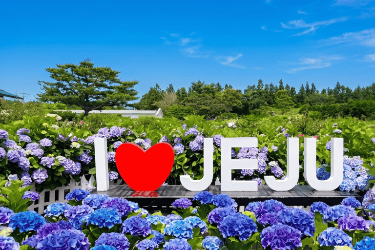 Jeju Island: East Jeju Summer Hydrangea Tour