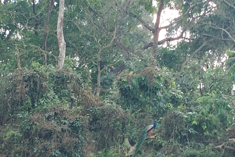 3 noites e 4 dias no Parque Nacional de Chitwan com estadia de uma noite na torre