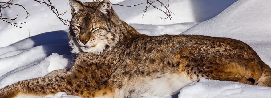 Rovaniemi : visite du parc zoologique de Ranua avec photos et guide