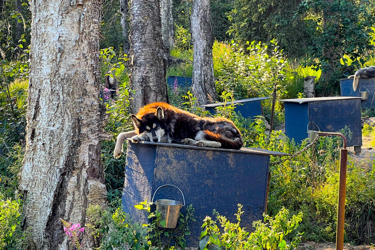 Fairbanks: Siberian Husky Kennel Tour