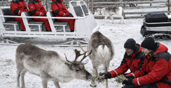 Kiruna: Sleigh Ride with Reindeer Feeding & Warm Drinks