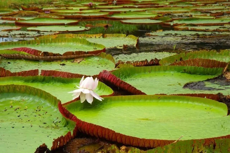 Depuis Iquitos || Aventure de 3 jours sur la rivière Yanayacu || Aventure de 3 jours sur la rivière Yanayacu || Aventure de 2 jours sur la rivière Yanayacu