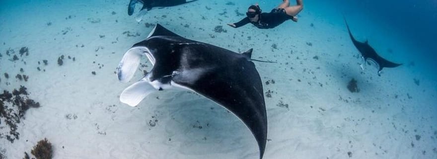 Bali : Plongée privée en apnée à Manta Point Nusa Penida