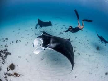 Bali: Snorkelen bij Manta Point Nusa Penida