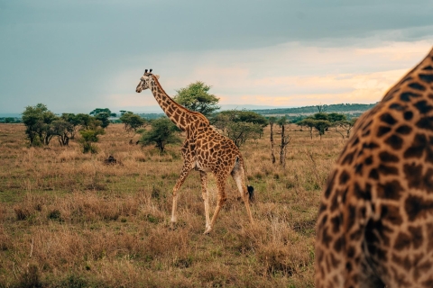 Die beste fünf Tage Tansania Budget Camping Safari Tour
