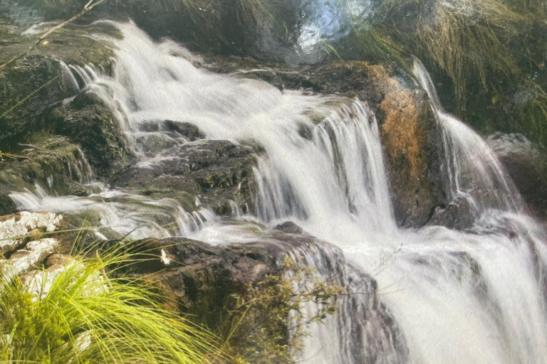 Gold Coast: Springbrook Waterfalls Private Tour