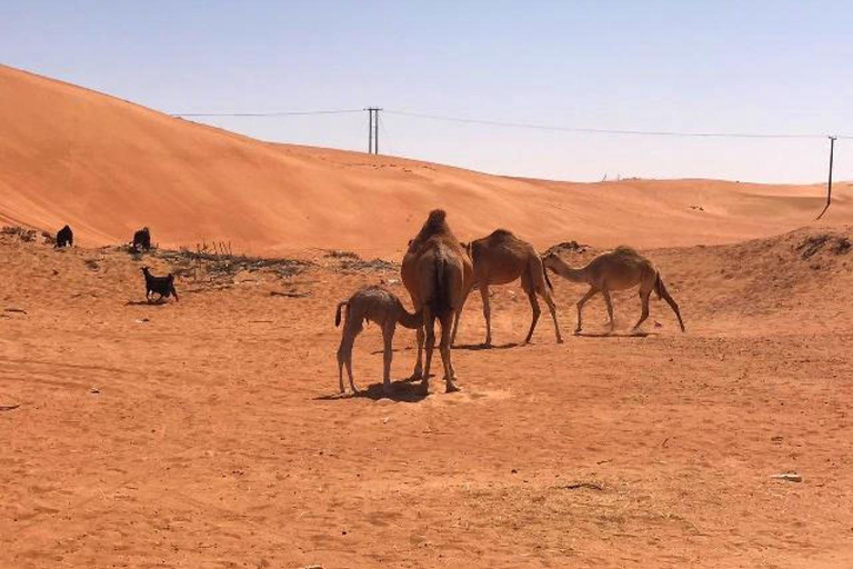 Tour Fatimah - 2 dias e 1 noite em Ras Al Hadd, tour particular2 dias, 1 noite em Ras Al Hadd, excursão particular