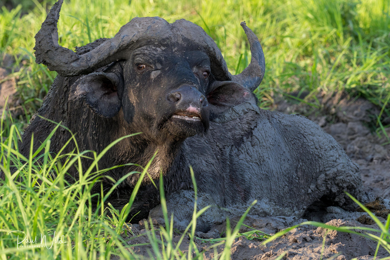 从桑给巴尔出发：米库米 2 日野游、马赛村和航班